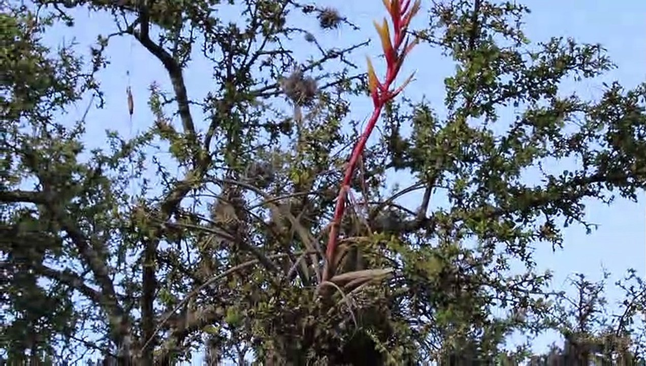 Gallito o Magueysito Parasito Planta de Adorno del Cerro