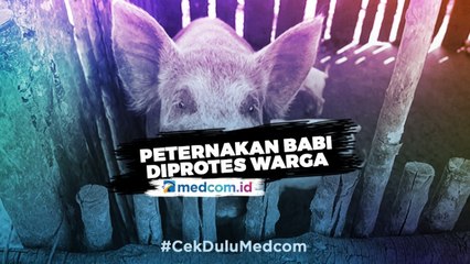 Dekat Pesantren, Peternakan Babi Diprotes