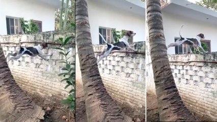 Viral Video : A Dog Peeping Over Wall,Video Gone Viral