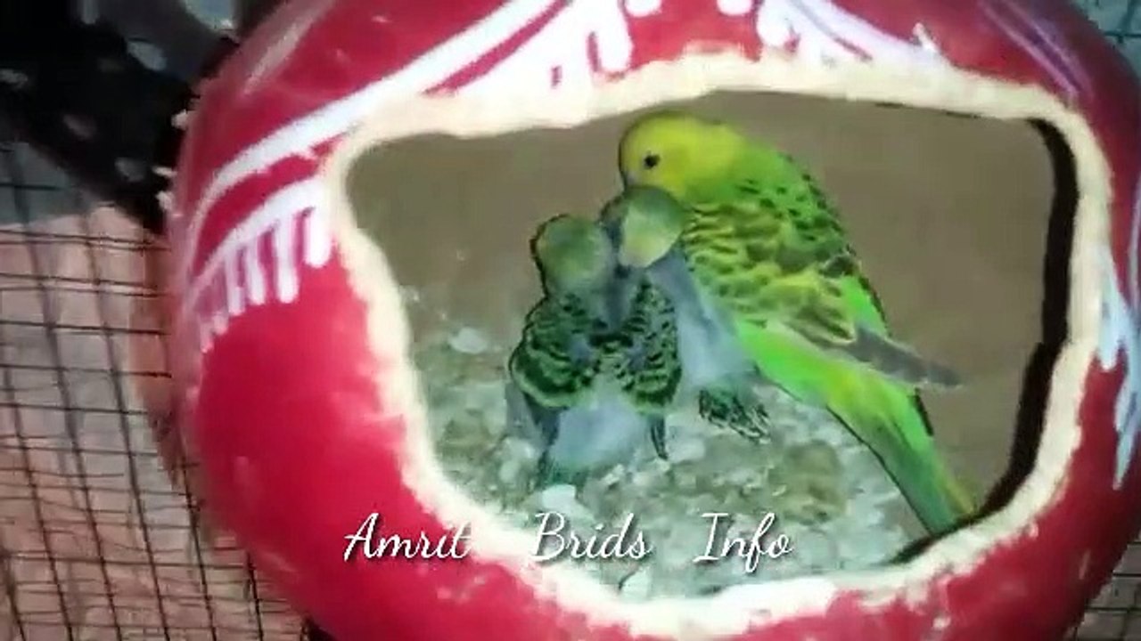 Australian prrotske chickskokaunsamedicinedenachahiye