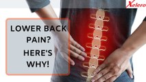 LOWER BACK PAIN HERE'S WHY!