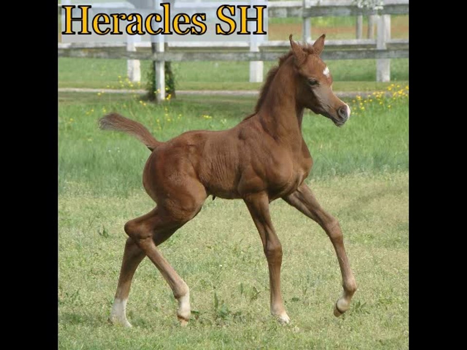 Heracles SH poulain pur sang arabe, arabian horse colt