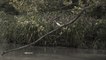 Swamp People: CAJUN GATOR HUNT Fills Brock's Boat