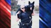 America's Top Dog: Police Dog Handlers Share Loving K9 Stories Part 4