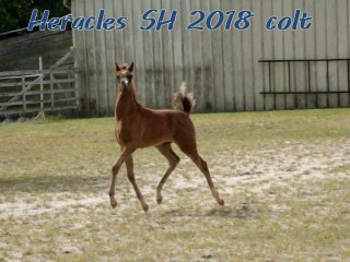Heracles SH poulain pur sang arabe très showy ✩◝(◍⌣̎◍)◜✩