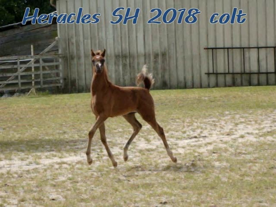 Heracles SH poulain pur sang arabe très showy ✩◝(◍⌣̎◍)◜✩