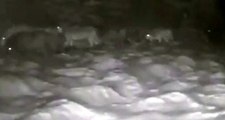 Korku filmi gibi! 20 kurt, gecenin karanlığında köye indi