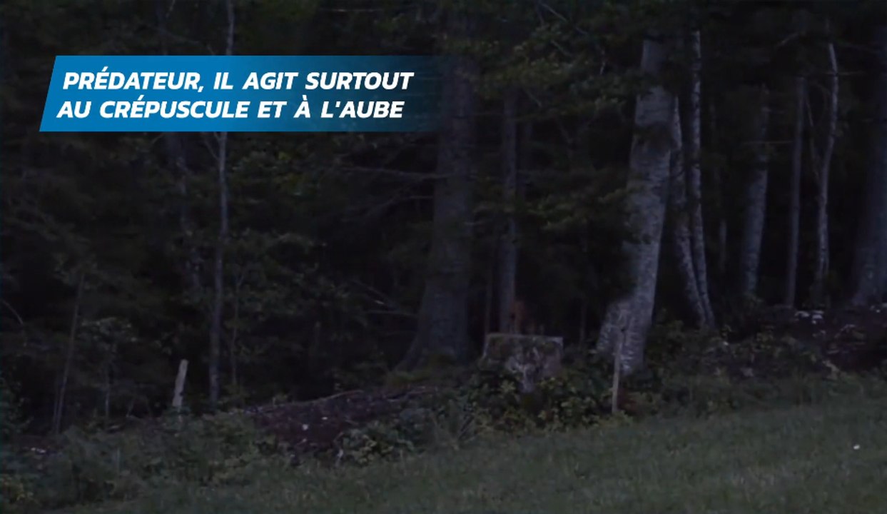 Le lynx revient dans l'Aube