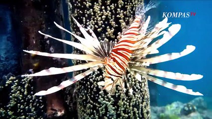 MELARIKAN DIRI MENUJU KEINDAHAN MENTAWAI