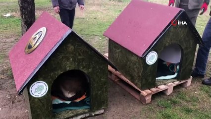 Düzce'de kurumların desteği sokak hayvanlarına sıcak yuva oldu