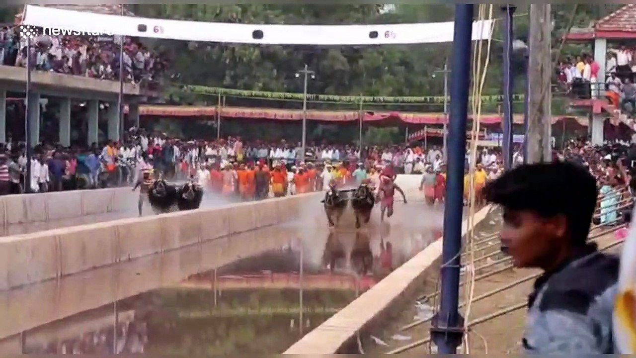 Cattle jockey breaks 30-year-record at racing event in southern India