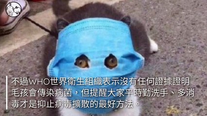 CollectionVideo-petmao_curation-petsmao.nownews|petmao_nownews-copy2-PetsMaoParser-2020/02/14-09:30