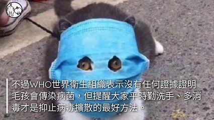 CollectionVideo-petmao_curation-petsmao.nownews|petmao_curation_mobile-copy2-PetsMaoParser-2020/02/14-09:30