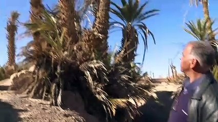 الواحات المغربية مهددة بالزوال بسبب الجفاف