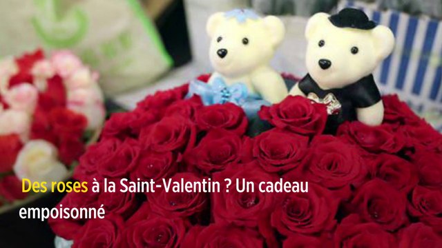 Des roses à la Saint-Valentin ? Un cadeau empoisonné