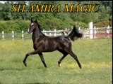 SH Amira Magic pouliche pur sang arabe , arabian horse filly