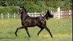 SH Amira Magic pouliche pur sang arabe , arabian horse filly