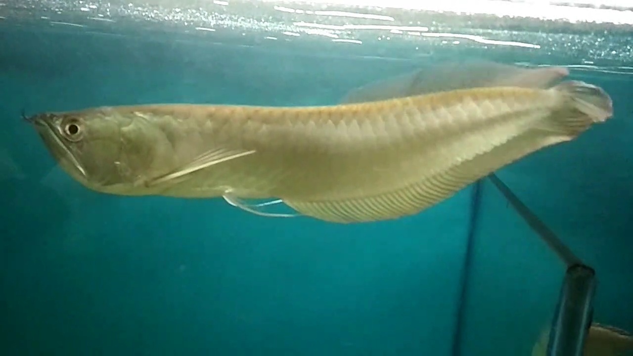 Amazing Silver Arowana Fish || Arowana Aquarium tank setup