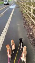 Puppy Dogs Path Blocked by Puddle