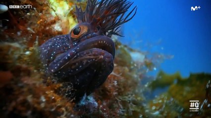 Planeta Azul 2 - Trailer -- Doblaje