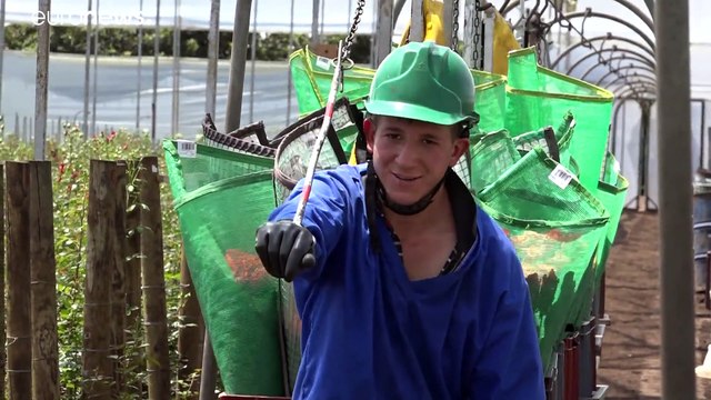 Saint-Valentin : fleurs sous surveillance en Colombie à cause du narcotrafic