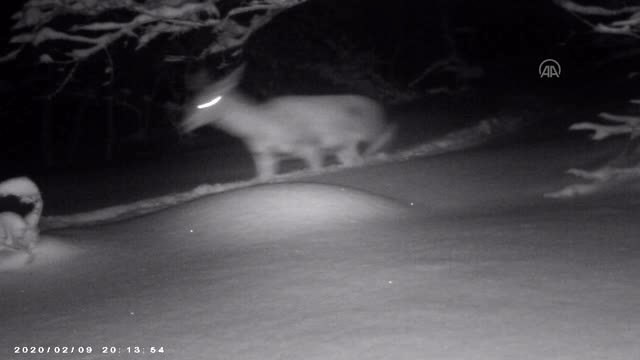 Karla kaplı Kartepe'de yaban hayvanları fotokapanla görüntülendi