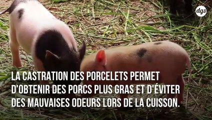 Les bourdons sont au bord de l’extinction à cause du changement climatique