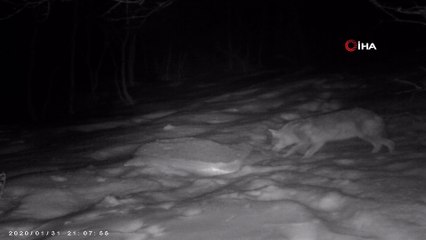 Karla kaplanan Kartepe’de yaban hayatı foto kapanlarla görüntülendi