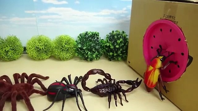 Various Monster Insects and Bugs step into Big Takilong's Box in a row kids