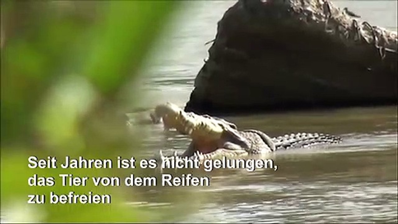 Neuer Anlauf zur Rettung des 'Reifen-Krokodils'