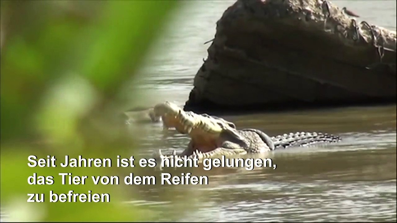 Neuer Anlauf zur Rettung des 'Reifen-Krokodils'