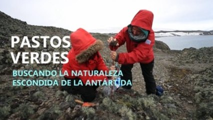 Pastos verdes, buscando la naturaleza escondida de la Antártida