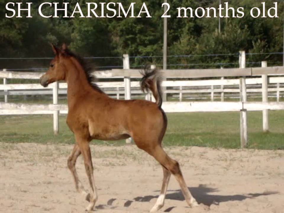 SH Charisma pouliche pur sang arabe à 2 et 8 mois乂❤‿❤乂