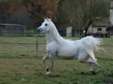 SH Cristal étalon pur sang arabe, white arabian stallion