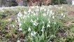 Snowdrops at Hodsock Priory near Worksop