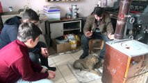 Ahlat’ta esnaf, soğukta  üşüyen köpeklere sahip çıktı