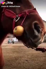 Horse very joking.likee_video_