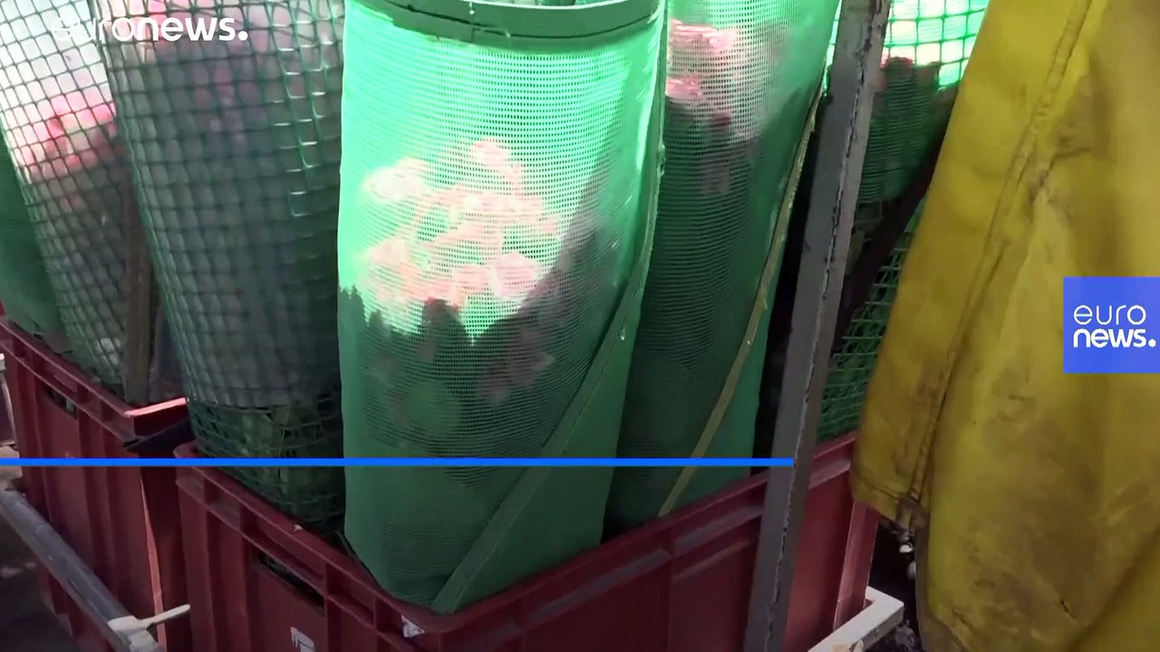 Flower pow(d)er: Smelling this year's Valentine roses could leave you on a real high