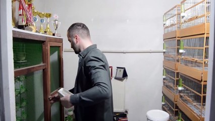 Alacak karşılığı başlayan merakıyla yarışmaların gözde kanaryalarını yetiştiriyor - BURSA