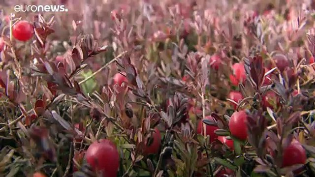 В Латвии ходят по клюкву зимой