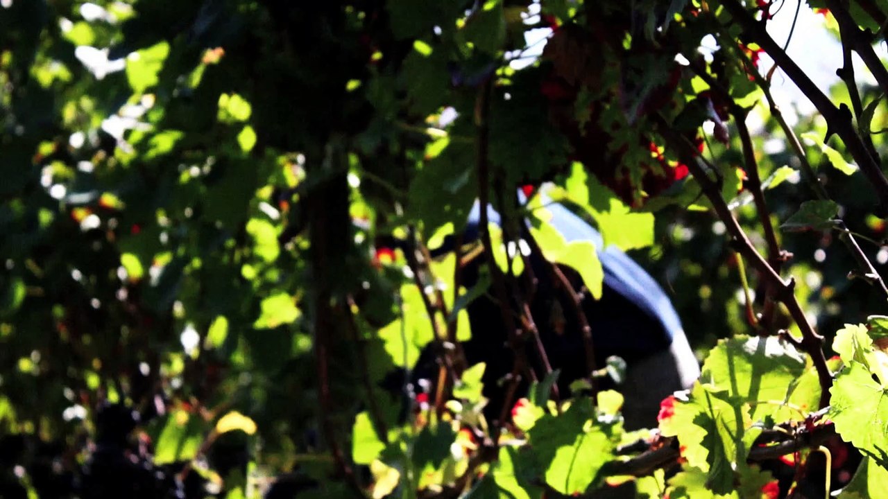 Gärung - Aus Liebe zum Wein Folge 09 /Full Film/Complete Movie/Ganzer Film