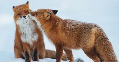 Quand les animaux célèbrent aussi la Saint-Valentin