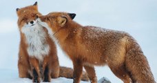 Quand les animaux célèbrent aussi la Saint-Valentin