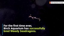 Aquarium Breeds Rare Seadragon That's Straight Out Of 'Avatar'