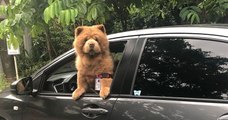 Chowder the Bear Dog, ce chien ressemble à une énorme peluche