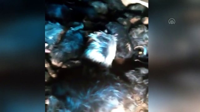 Ahır yangınında 240 küçükbaş hayvan telef oldu - KAHRAMANMARAŞ