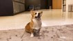 This Fashionista Corgi Decides Between Two Different Looks From  Meghan Markle & Kate Middleton