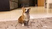 This Fashionista Corgi Decides Between Two Different Looks From  Meghan Markle & Kate Middleton