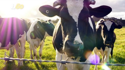 Talk About 'Moo'-d Swings! Cows Go Through Puberty