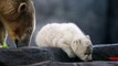 Bébé ours blanc : sa première sortie au Zoo de Vienne !
